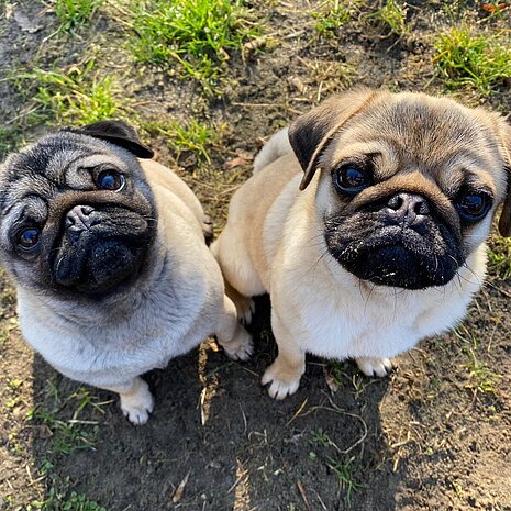 Zwei Möpse Ulli & Rieke (vermittelt) aus dem aktion tier Tierheim Zossen