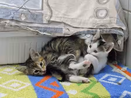 Katzenbabys in der aktion tier Kitty Babystation