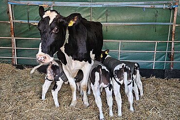 Mama Kuh Aurelia mit ihren vier Kälbern.