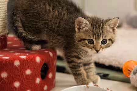 Katzenkind in der Katzenstation Glindow