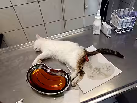 Katze in Narkose