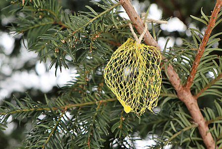 Vogelfutter in Plastiknetzen