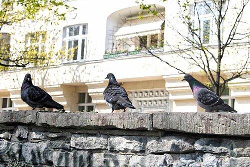 Stadttauben sitzen auf einer Mauer