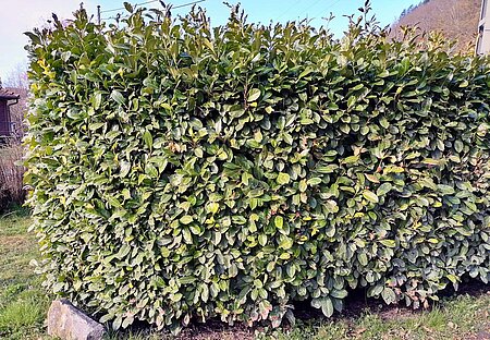 Kirschlorbeer (Prunus laurocerasus) - Bitte nicht pflanzen!
