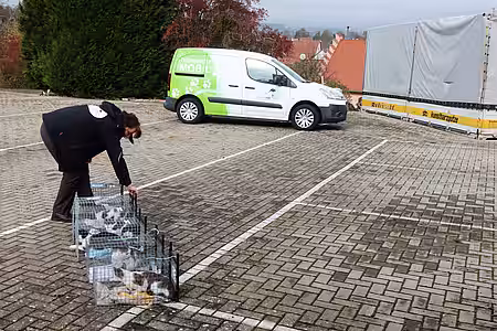 Katzen werden freigelassen