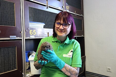 Anne Flieger aus dem Igelzentrum kümmerte sich um den verletzten Igel. Anne Flieger aus dem Igelzentrum kümmerte sich um den verletzten Igel.