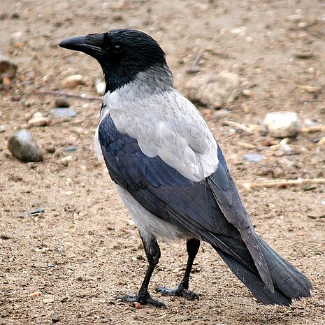 Krähen sind besonders gefährdet.