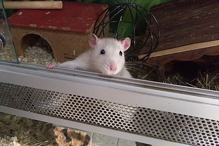 Gustav aus dem aktion tier Tierheim Meißen