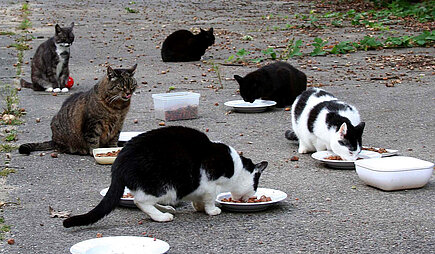 Straßenkatzen an der Futterstelle eines Kitty-Forums. 
