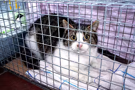 Eingefangene Straßenkatze