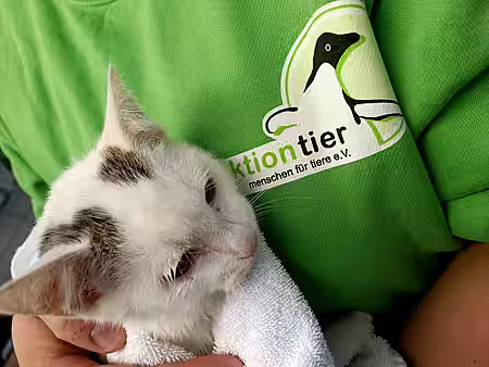 Katze auf dem Arm unserer Tierpflegerin