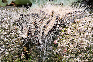 Eichenprozessionsspinner Eichenprozessionsspinner