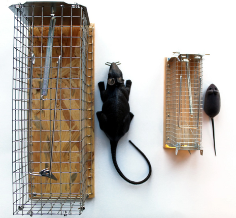 Es gibt Lebendfallen für Mäuse und Ratten Es gibt Lebendfallen für Mäuse und Ratten