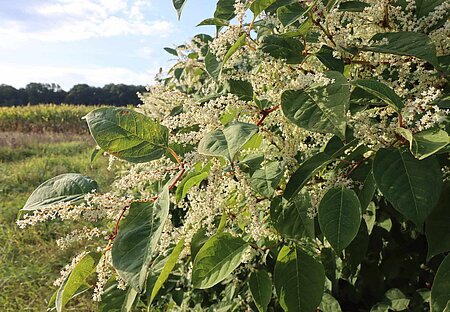Japanischer Staudenknöterich (Reynoutria japonica) steht auf der EU- Verbotsliste