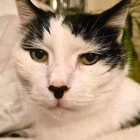 Drei Kater suchen ein Zuhause. Drei Kater suchen ein Zuhause.