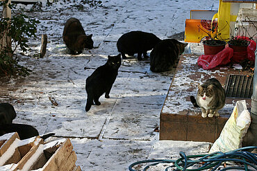 Das Leben von Straßenkatzen ist ein hartes - besonders im Winter.