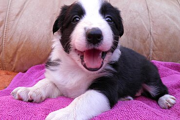 Ein Welpe wie dieser Australian Shepard ist immer niedlich, macht aber viel Arbeit, kostet viel Zeit und wird auch groß.