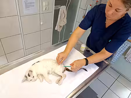 Tierärztin gibt eine Spritze
