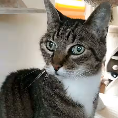 Drei Kater suchen ein Zuhause. Drei Kater suchen ein Zuhause.