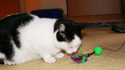 Kater Samuel
