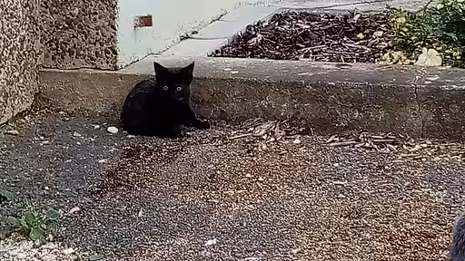 Katze in freier Wildbahn Katze in freier Wildbahn