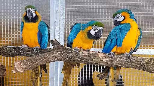 Gelbbrustara Jacob in der aktion tier Wildtier- und Artenschutzstation Sachsenhagen in Niedersachsen Gelbbrustara Jacob in der aktion tier Wildtier- und Artenschutzstation Sachsenhagen in Niedersachsen