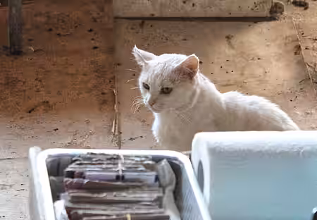 Nur Frau Z. darf den Tieren ein bisschen näher kommen. Nur Frau Z. darf den Tieren ein bisschen näher kommen.