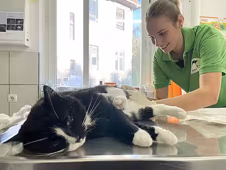 Tierärztin Franz behandelt eine Katze