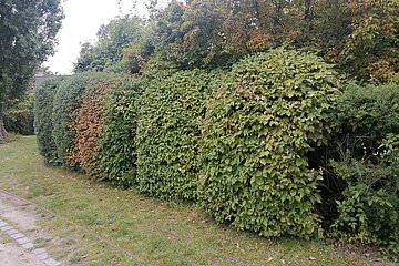 Hecke als Grundstücksbegrenzung (lebender Zaun). Hecke als Grundstücksbegrenzung (lebender Zaun).