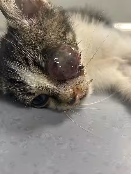 Das schwer verletzte Auge der kleinen Katze Hexe musste entfernt werden. Das schwer verletzte Auge der kleinen Katze Hexe musste entfernt werden.