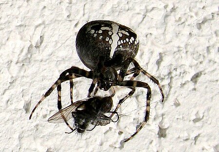 Gartenkreuzspinne.