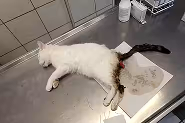 Katze mit Darmvorfall