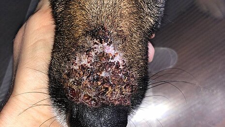 Stark angegriffene Schnauze durch Prozessionsspinnerraupen. Stark angegriffene Schnauze durch Prozessionsspinnerraupen.