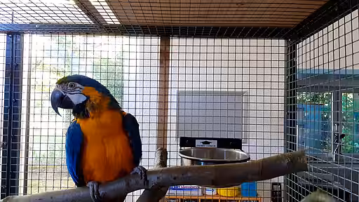 Gelbbrustara Jacob in neuer Voliere. Gelbbrustara Jacob in neuer Voliere.