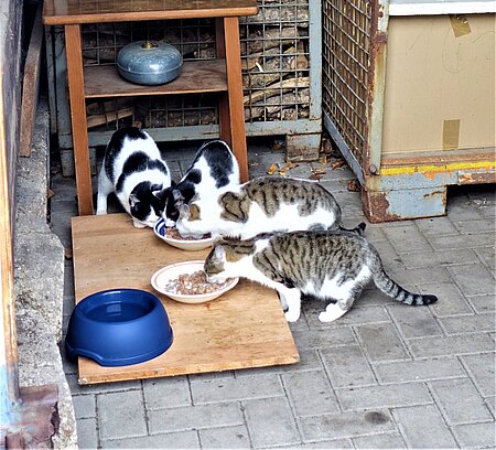 Straßenkatzen beim Fressen