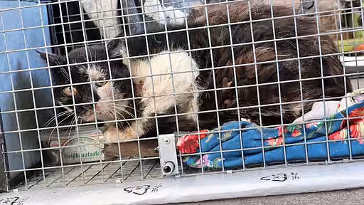 Kranke Straßenkatze