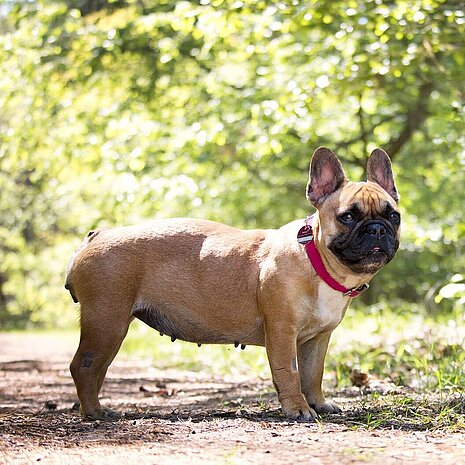 Qualzucht Französische Bulldogge