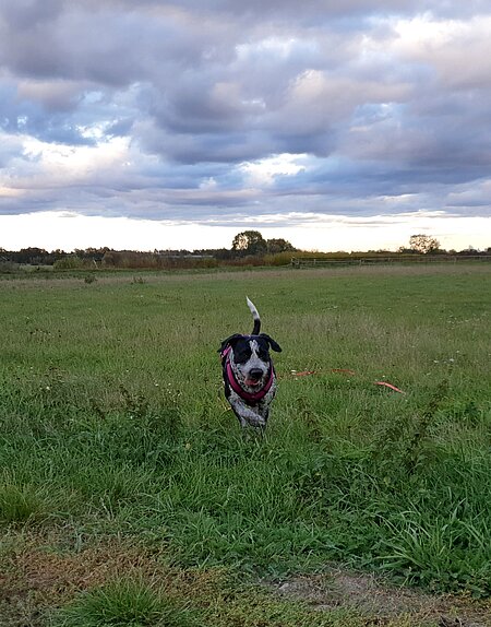 Wenn die Möglichkeit besteht, schicken Sie Ihren Hund nach erfolgreichem Rückruf einfach wieder los, um ihn das machen zu lassen, was er gerade tun wollte.