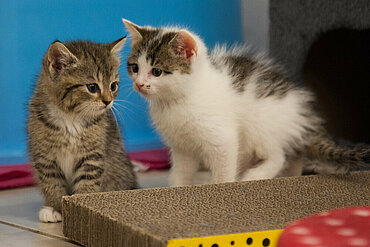 Katzenkinder in der Kitty-Babystation von aktion tier e.V.