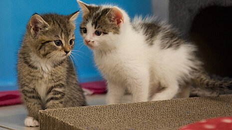 Katzenkinder in der Kitty-Babystation von aktion tier e.V.