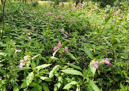 Indisches Springkraut (Impatiens glandulifera) steht auf der EU- Verbotsliste