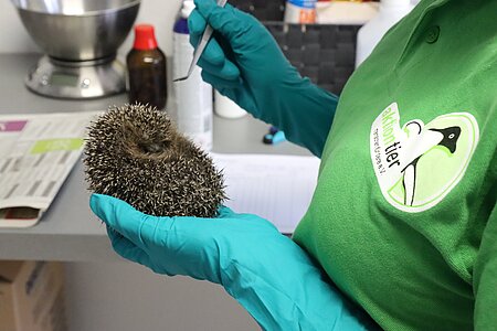 Anne bei der Erstuntersuchung des Igels. Anne bei der Erstuntersuchung des Igels.