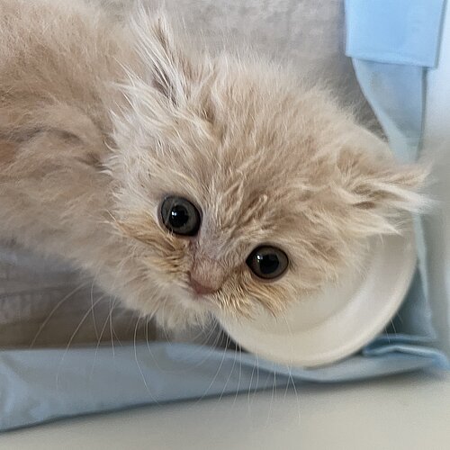 Der kleine Kater musste erst einmal unter Beobachtung bleiben. Der kleine Kater musste erst einmal unter Beobachtung bleiben.
