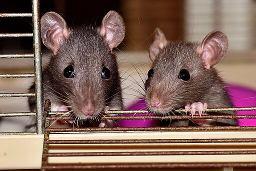 Ratten an der Käfigtür