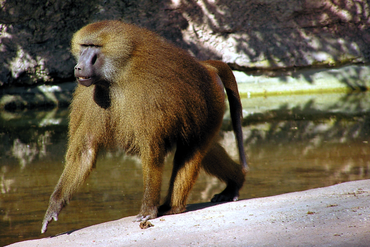 Männlicher Guinea-Pavian im Nürnberger Zoo.